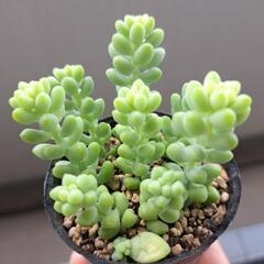 多肉植物　ビアホップ(シンタマツヅリ)の画像