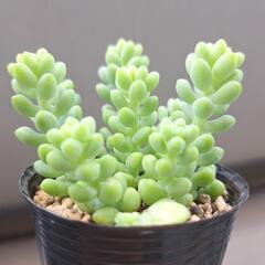 多肉植物　ビアホップ(シンタマツヅリ)の画像