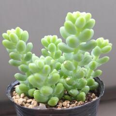多肉植物　ビアホップ(シンタマツヅリ)の画像