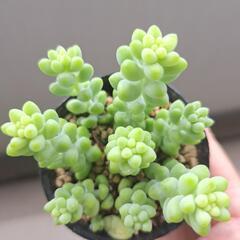 多肉植物　ビアホップ(シンタマツヅリ)の画像