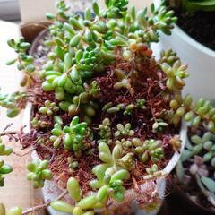 【決まりました】多肉植物4種の画像