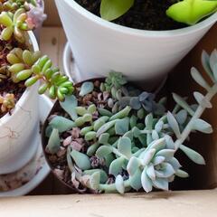 【決まりました】多肉植物4種の画像