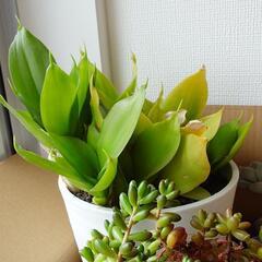 【決まりました】多肉植物4種の画像