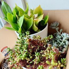 【決まりました】多肉植物4種