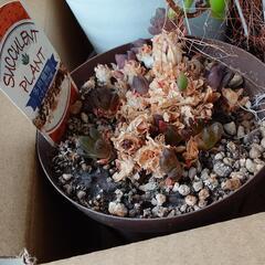 【決まりました】多肉植物4種の画像