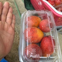 大きめ綺麗めB級ミニマンゴー🥭の画像