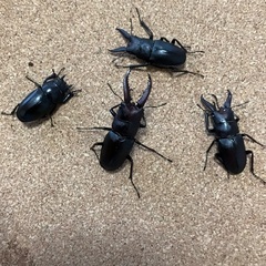 コバエシャッターの中古が安い！激安で譲ります・無料であげます