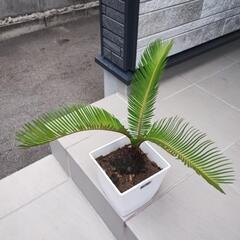 そてつの画像