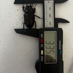 WF1ノコギリクワガタ♂♀ペアの画像