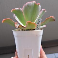 多肉植物　ジャイアントブルーの画像
