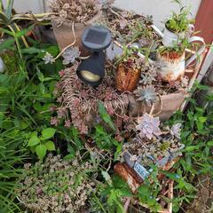 多肉植物、植木、植木鉢などの画像