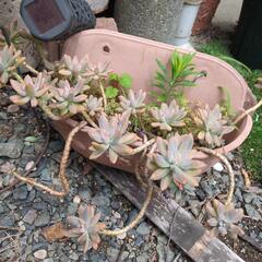 多肉植物、植木、植木鉢など