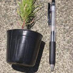 🌱コキアの画像