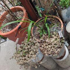 多肉植物、植木、植木鉢などの画像