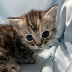 マンチカン短足 子猫 25万円 予約受付中