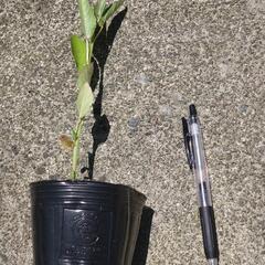 🌱モロヘイヤの画像