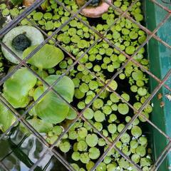 水草(ホテイ草、アマゾンフラックピットの画像