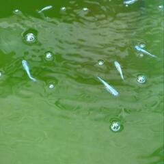 【メダカ】ネプチューン若魚10匹の画像
