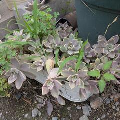 多肉植物、植木鉢、薔薇、レンガなどの画像