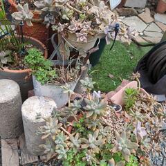 多肉植物、植木鉢、薔薇、レンガなどの画像