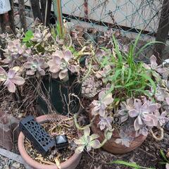 多肉植物、植木鉢、薔薇、レンガなどの画像