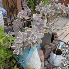 多肉植物、植木鉢、薔薇、レンガなど
