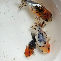 江戸錦①🐟【決まりました】の画像