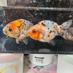 江戸錦①🐟【決まりました】の画像