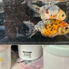 江戸錦①🐟【決まりました】の画像