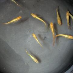 【めだか】サンシャイン若魚10匹の画像