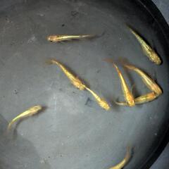 【めだか】サンシャイン若魚10匹の画像