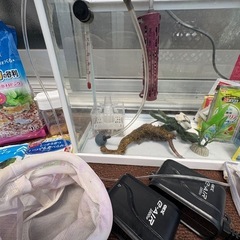 【本日お渡し可能】メダカ、金魚の飼育セットの画像