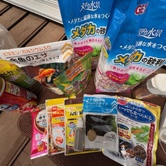 【本日お渡し可能】メダカ、金魚の飼育セットの画像