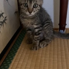 元気いっぱいキジトラ男の子です⭐︎