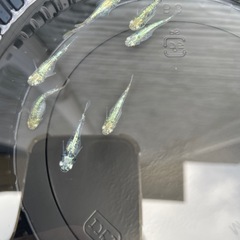 緑光鋼メダカの画像