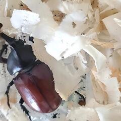 ヤマトカブト 国産 カブト虫 オスメスペア  安佐南区の画像