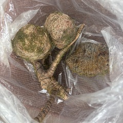 【本日お渡し可能】ソイルの画像