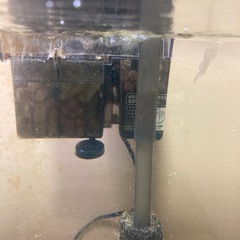 GEX外掛けフィルター海水用バクテリア付着済み即海水魚飼育可能！の画像