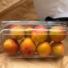 大きめのミニマンゴー
の画像