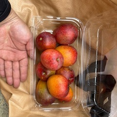 大きめのミニマンゴー
の画像