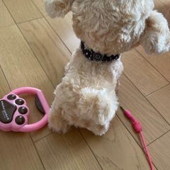 一緒にお散歩 プードルの画像