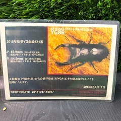 [国産オオクワガタNO:144]YG871系統  79.8ミリペアーの画像