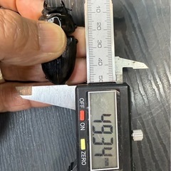 [国産オオクワガタNO:144]YG871系統  79.8ミリペアーの画像