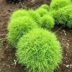 植物　コキア　　の画像