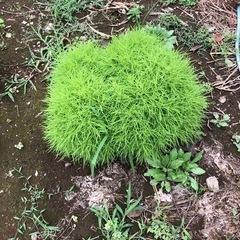 植物　コキア　　の画像