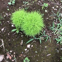 植物　コキア　　の画像