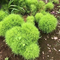 植物　コキア　　の画像