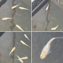 レモンティアラメダカ針子の画像