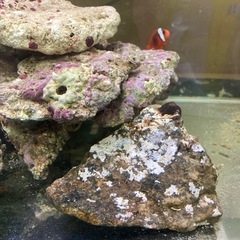 天然ライブロック　海水魚用　2キロ以上有ります。の画像