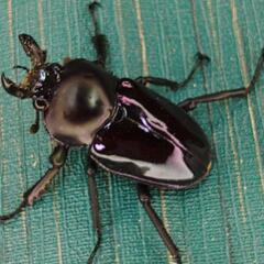 ニジイロクワガタ 紫紺 小さめ オス 単品 ⑥の画像